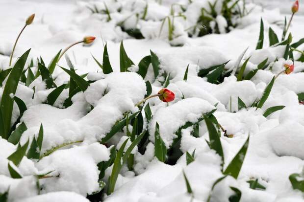 Синоптик Шувалов: пик снегопада в Москве пройден
