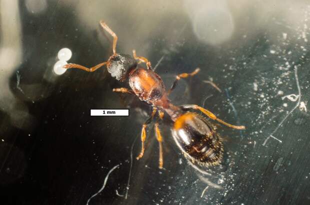 Новый вид муравьев Темноторакс
