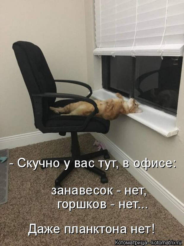 kotomatritsa_v (1) (524x700, 267Kb)