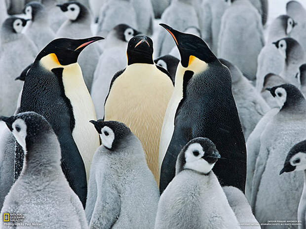 National Geographic: лучшие фотографии марта