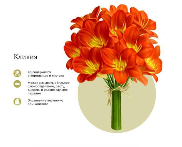 Самые ядовитые комнатные растения