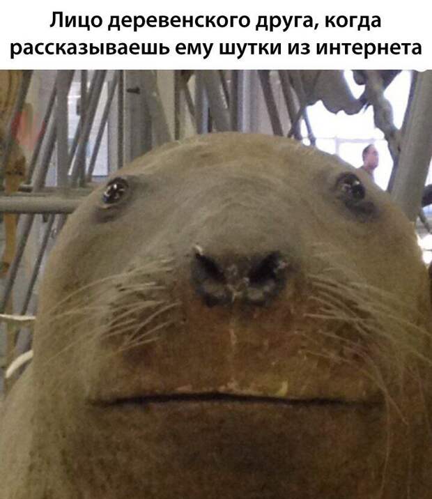 Настоящие деревенские приколы