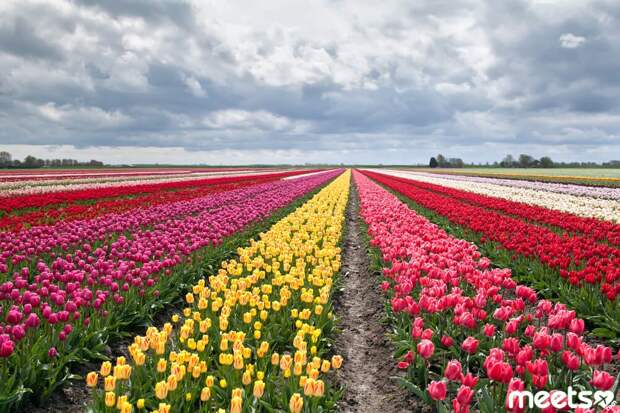 tulips on fields during spring, Holland tulips on fields during spring