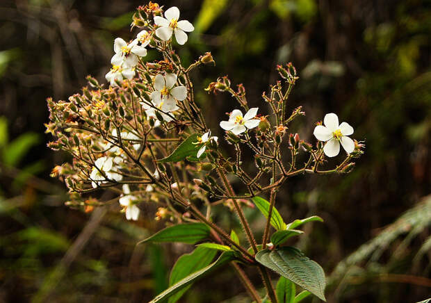 Tibouchina-longifolia (700x492, 198Kb)