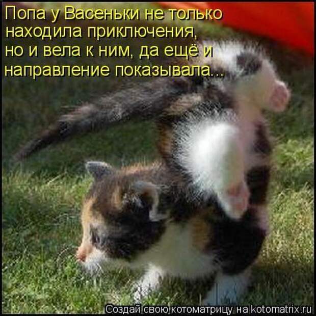 Выпуск 272: Красочные и улыбающие котоматрицы (30 фото) Выпуск 272: Красочные и улыбающие котоматрицы (30 фото)