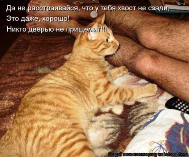 Котоматрицы