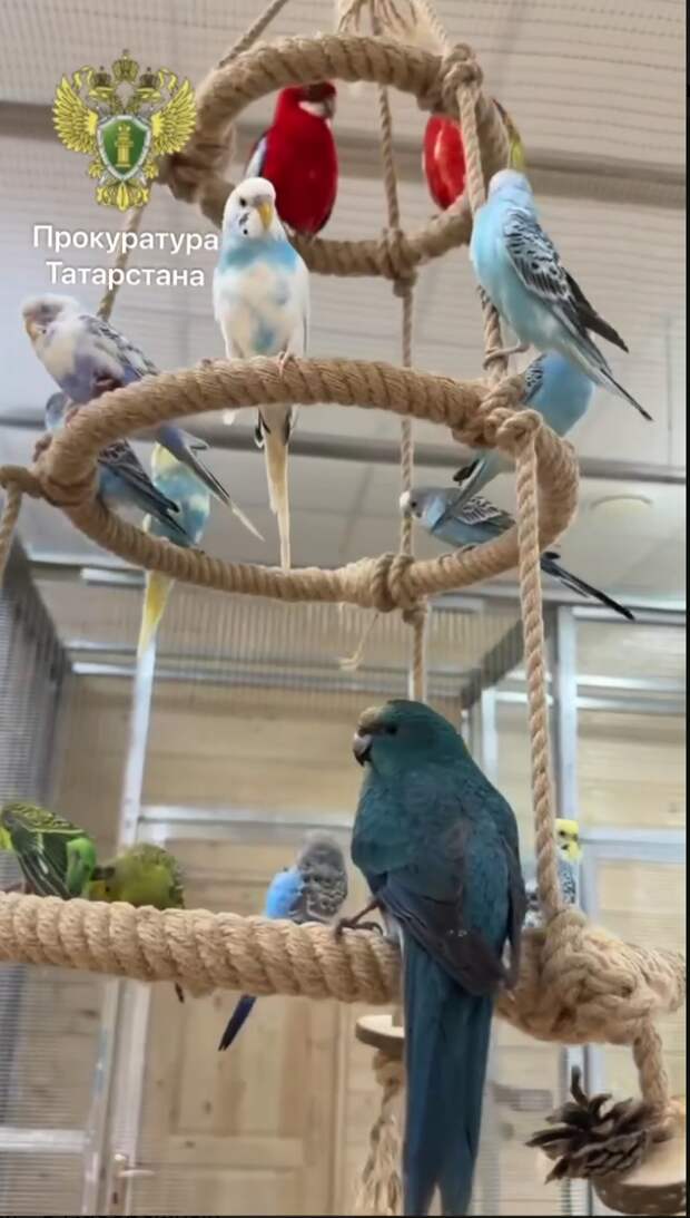 Прокуратура Чаллыдагы тутый кошлар күргәзмәсендә хилафлыклар тапкан