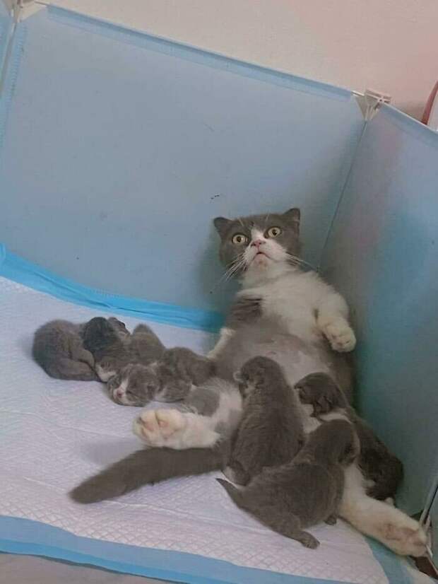 Уморительные котейки, которые сломались