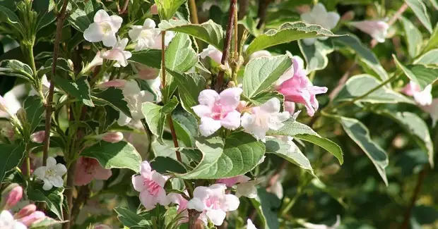 ��� �������� �� ����������: 9 ��������, ��������� ����