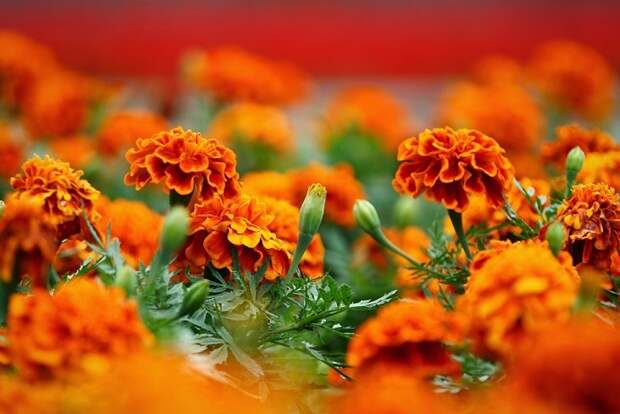 Тагетес, цветы бархатцы - выращивание, 30+ фото, сорта и виды бархатцев EWT-Market.ru