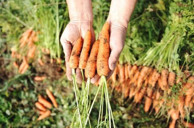 убирать морковь