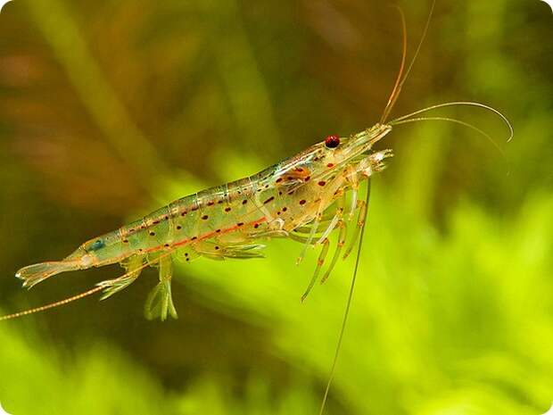 Креветка Амано или Каридина Японика (лат. Caridina multidentata)