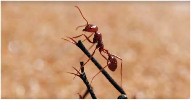 Поворот не туда: новый триллер из мира насекомых от BBC BBC, видео, животные, муравей, муравьиный лев, насекомые, пустыня