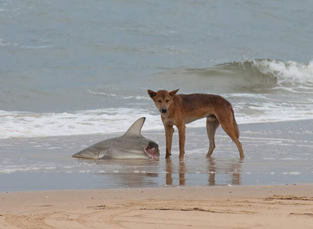 Ничего интересного, собака поймала акулу. И ест. И смотрит на фотографа. Может, это его последняя фотография?