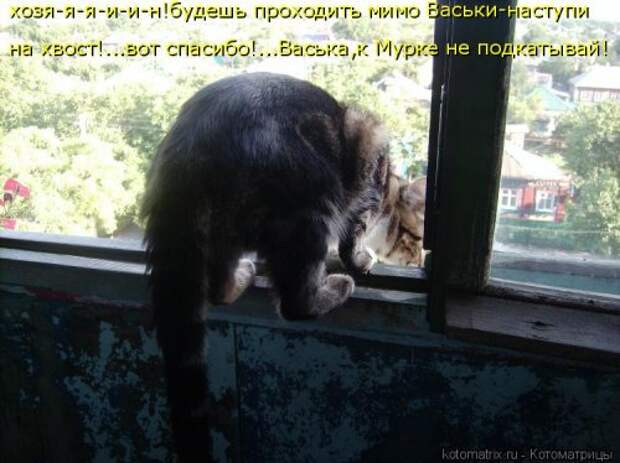 Новая котоматрица (30 фото)