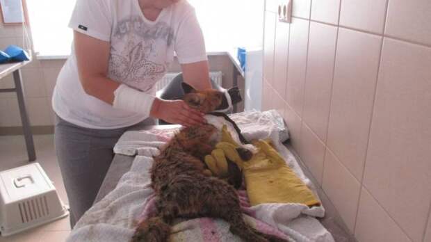 В Калининграде волонтеры спасают лисенка с травмированными лапами