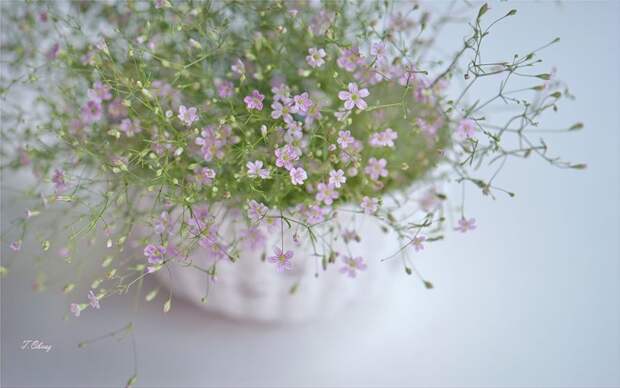 НЕЖНЕЕ НЕЖНОГО ... ФОТОГРАФ ТАТЬЯНА ОБРАЗ НЕЖНЕЕ НЕЖНОГО ... ФОТОГРАФ ТАТЬЯНА ОБРАЗ