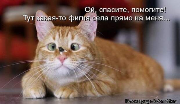 Лучшие котоматрицы недели (50 фото)