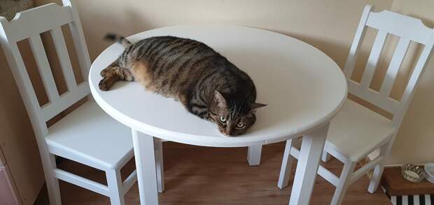 Не всем нравится кот на столе, но коту нужно правильно это объяснить.