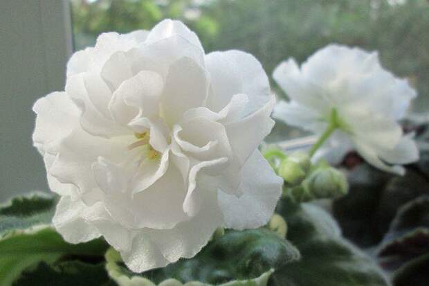 Жемчужные цветы фиалки РС -Белый  жемчуг