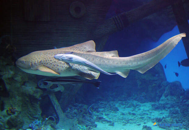 Московские океанариумы