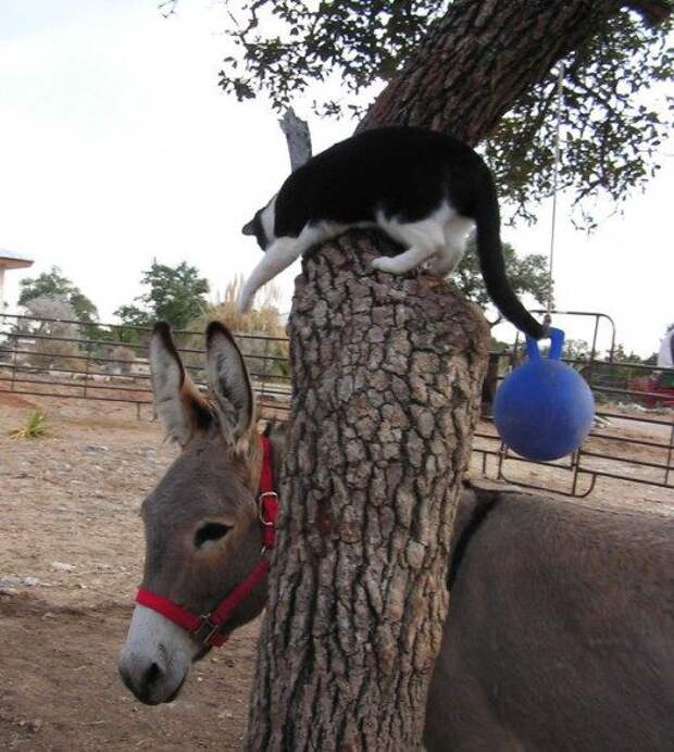 Приколы, приколы, приколы...