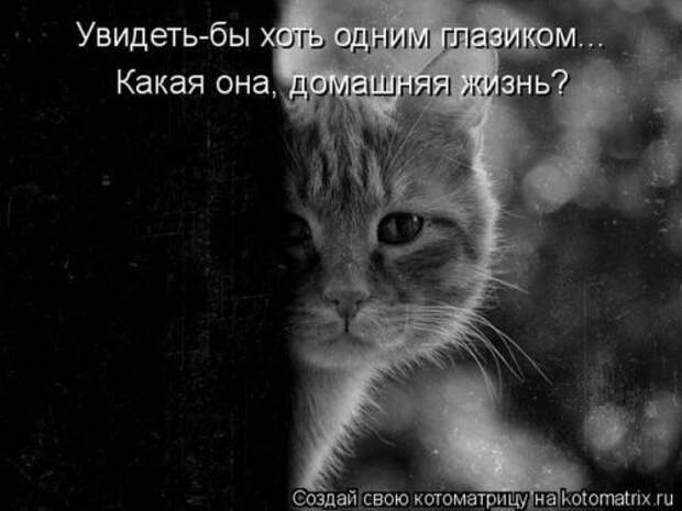 Отличная коллекция котоматриц (25 шт)