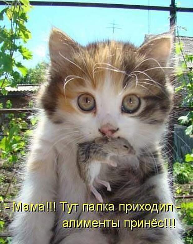 Прикольные картинки животных с надписями ... " Поржать.ру