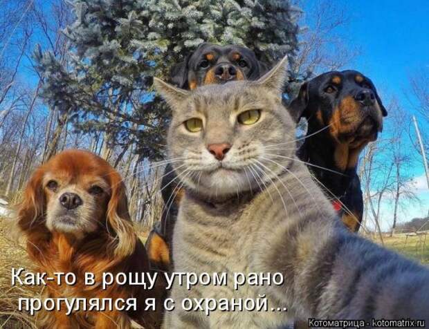 Лучшие котоматрицы недели Лучшие котоматрицы недели