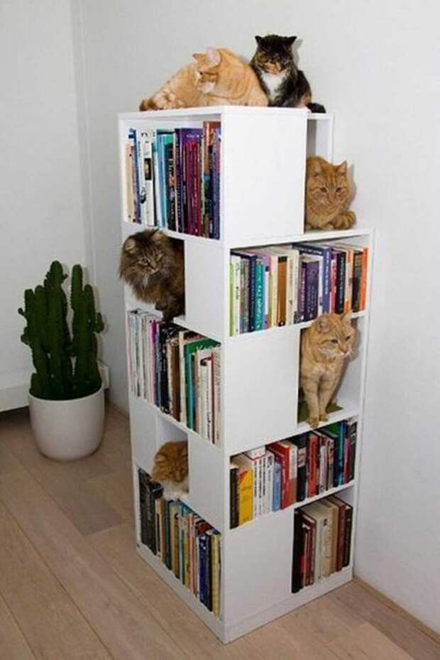 Котодизайн