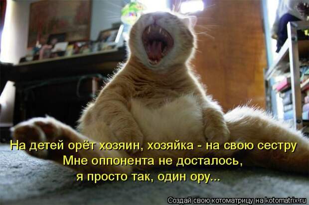 Лучшие котоматрицы недели (50 фото)