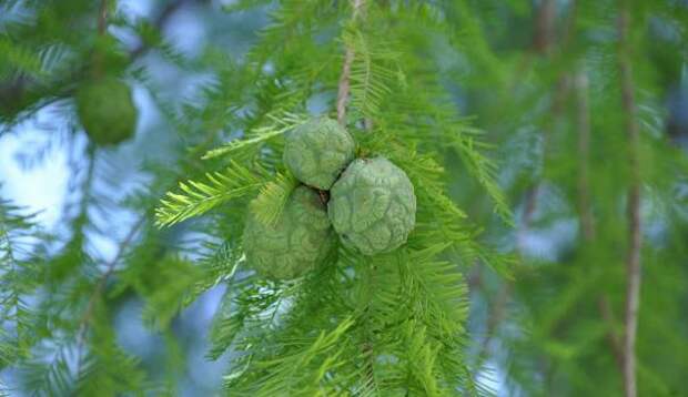 Таксодий двурядный (taxodium distichum)