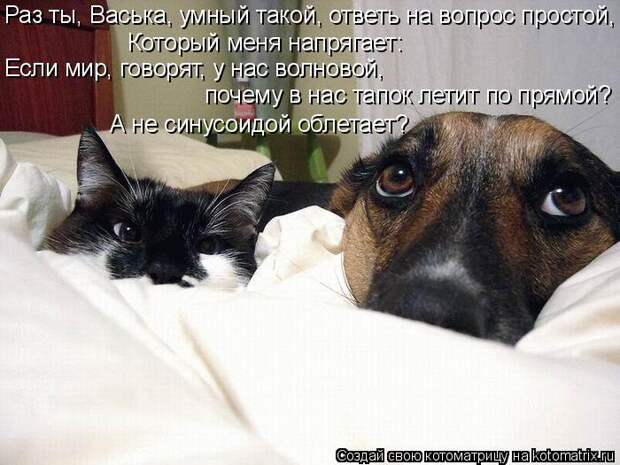 Котоматрица: Раз ты, Васька, умный такой, ответь на вопрос простой, Если мир, говорят, у нас волновой,  почему в нас тапок летит по прямой? А не синусоидой о