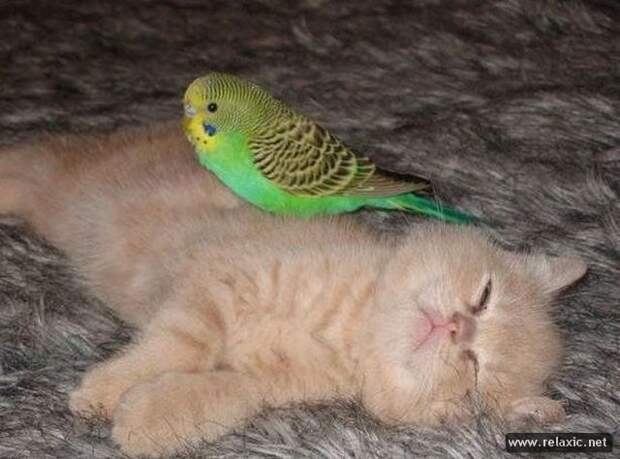 Cat_and_Parrot_001