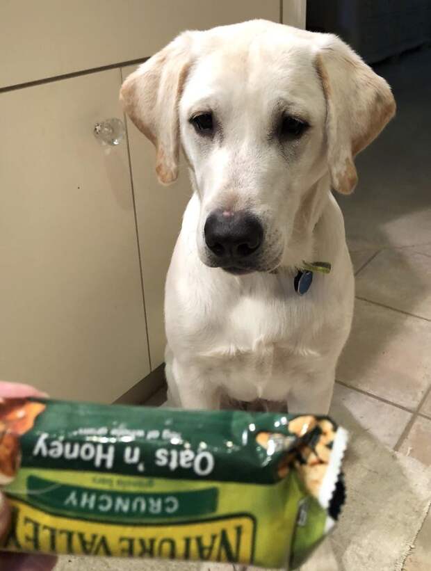 My Puppy Isn’t Very Good At Being Bad. He Took A Snack From The Kitchen Then Comes To Show Me In The Bathroom