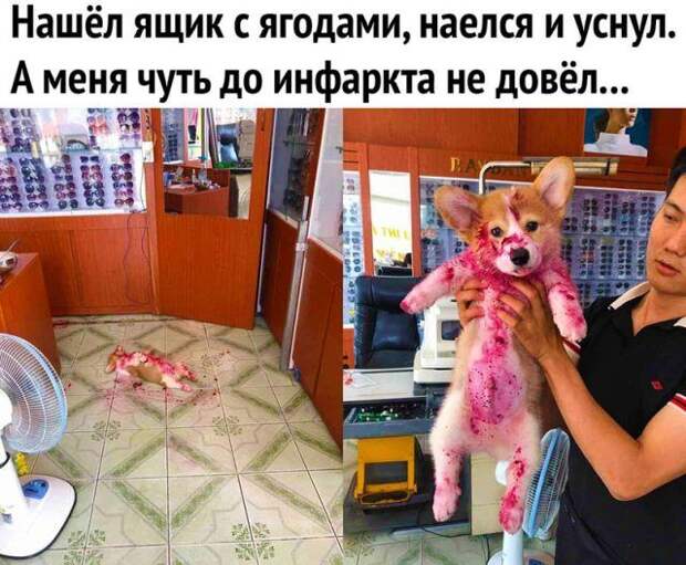 Свежие приколы