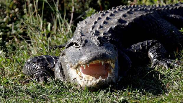 Мужчина поймал крокодила в реке Вьюнке в Подмосковье