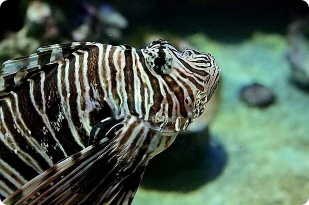 Индийская крылатка или крылатка-воин (лат. Pterois miles)