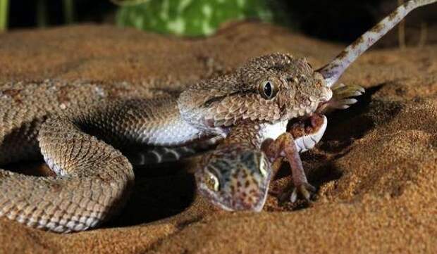 Фото: Змея габонская гадюка