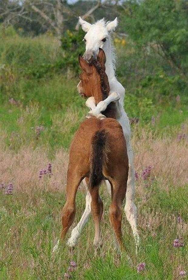 Смешные животные