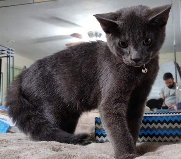 уличный котенок нашел дом котенок на кровати