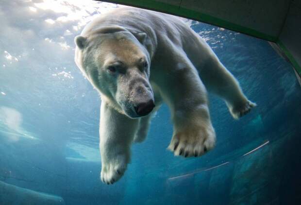 Один из медведей наконец замечает фотографа и решает  разобраться, что к чему. Фото: Frank Rensholt / HotSpot Media