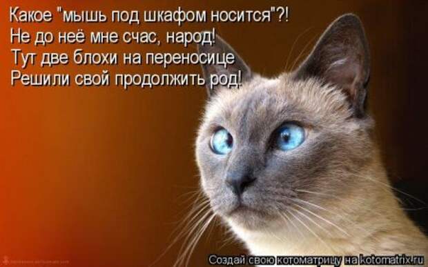 Подумала о своей жизни... сразу мухи налетели.