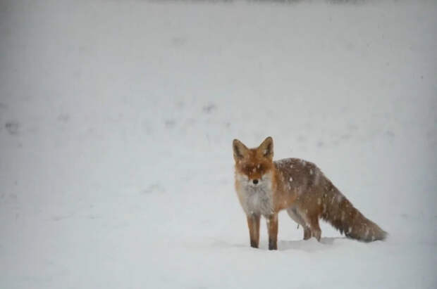 Женщине продали лису под видом японского шпица