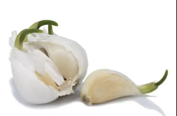 Почему нельзя выбрасывать проросший чеснок