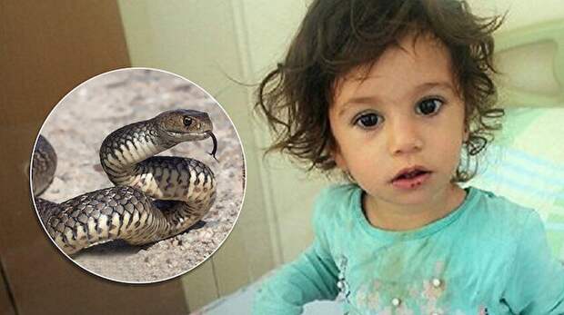 Двухлетняя девочка укусила напавшую на нее змею