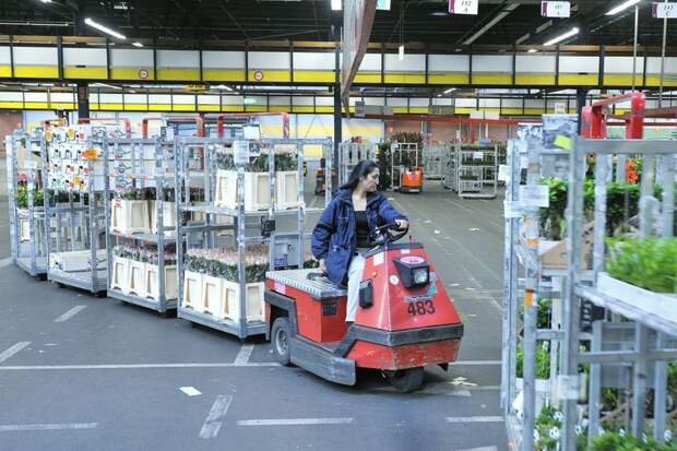 Цветочный аукцион FloraHolland в Голландии (14 фото)