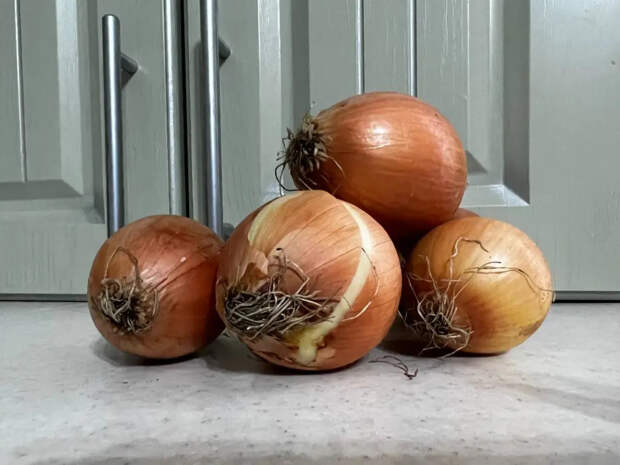 1 ч. ложка вместо грузовика навоза: лук перед посадкой надо купать в этом растворе