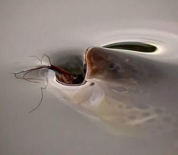 22 фото, которые удачный момент превратил в шедевр
