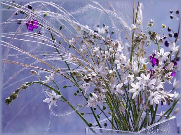 НЕЖНЕЕ НЕЖНОГО ... ФОТОГРАФ ТАТЬЯНА ОБРАЗ НЕЖНЕЕ НЕЖНОГО ... ФОТОГРАФ ТАТЬЯНА ОБРАЗ